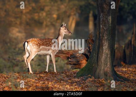 Ein majestätischer Hirsch, der in einem ruhigen herbstlichen Wald steht, umgeben von einer Fülle von gefallenen Blättern. Stockfoto