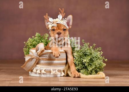 Niedlicher Mokka Sable Maskless französischer Bulldog Welpe mit Rentiergeweih in Box vor braunem Hintergrund mit Boho-Stil Dekoration Stockfoto