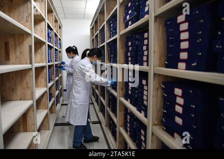 (231129) -- LANZHOU, 29. November 2023 (Xinhua) -- Mitarbeiter des Gansu Jiandu Museums führen Routinekontrollen in Lanzhou, nordwestchinesischer Provinz Gansu, 26. Oktober 2023 durch. „Jiandu“ sind Bambus- und Holzscheine, auf denen die alten Chinesen vor der Erfindung des Papiers mit Tinte und Pinseln schrieben. Das Gansu Jiandu Museum ist Chinas einziges Museum auf Provinzebene, das sich auf Bambus- und Holzschalen konzentriert. Es verfügt über eine Sammlung von fast 40.000 solcher Belege aus der Qin-Dynastie (221-207 v. Chr.) und der westlichen Jin-Dynastie (265–317) und beherbergt mehr als 10.000 andere Artefakte, darunter Papier Stockfoto