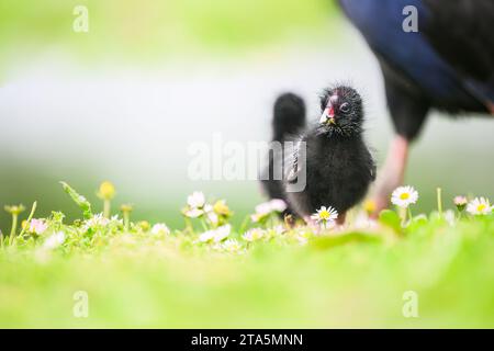 Pukeko-Küken, die auf grünem Gras laufen, mit unscharfer Mutter Pukeko im Hintergrund. WESTERN Springs Park, Auckland. Stockfoto