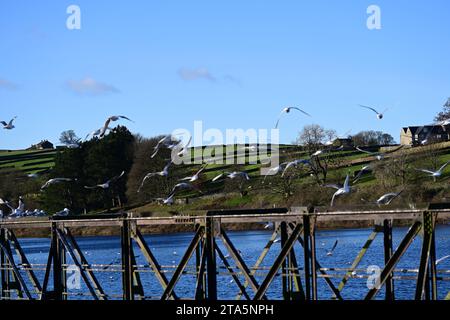 Möwen auf dem Steg am Lower Laithe Reservoir, Haworth Moor, Bronte Country, West Yorkshire Stockfoto