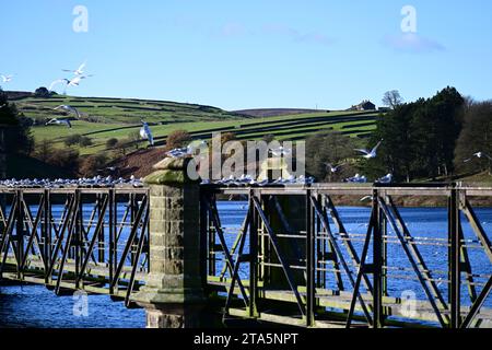 Möwen auf dem Steg am Lower Laithe Reservoir, Haworth Moor, Bronte Country, West Yorkshire Stockfoto