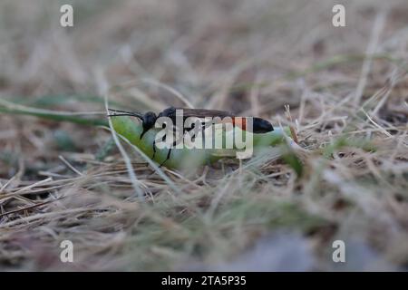 Rote Sandwespe mit grüner raupe Stockfoto