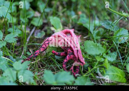 Clathrus archeri, auch bekannt als Tintenfisch Stinkhorn Pilz oder Teufelsfinger im Herbstwald Stockfoto