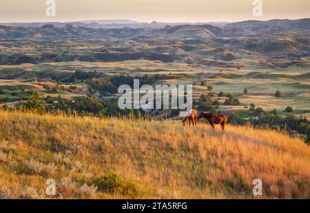 Die wilden Pferde, die im Theodore Roosevelt National Park in North Dakota herumlaufen Stockfoto
