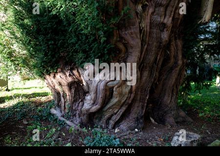 Alte Eibe in St. Paul’s Churchyard, Broadwell, Gloucestershire, England, Großbritannien Stockfoto