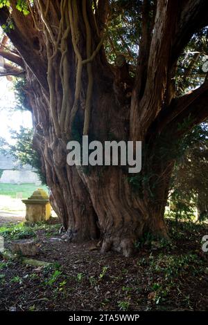 Alte Eibe in St. Paul’s Churchyard, Broadwell, Gloucestershire, England, Großbritannien Stockfoto