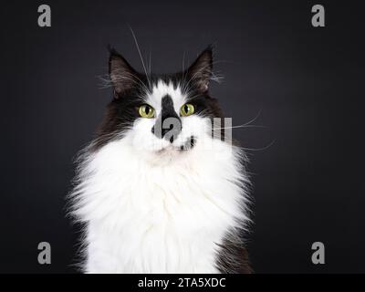 Kopfaufnahme der majestätischen schwarz-weißen Norwegischen Waldkatze mit lustigen, schmunzelnden Gesichtsmarkierungen, die seitlich liegen. Blick neben die Kamera. Isoliert auf einem Stockfoto