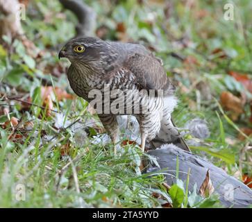 Ein Sparrowhawk (Accipiter nisus), der sich von einem Waldtaubenmord ernährt Stockfoto