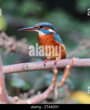 Ein weiblicher Eisvogel (Alcedo atthis) im Pittville Park Cheltenham Gloucestershire Stockfoto