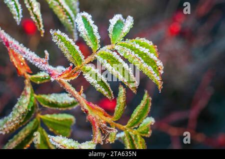 Eine Hüftrose mit grünen Blättern, die entlang der Blattkontur mit Frostzweigen bedeckt sind. Stockfoto