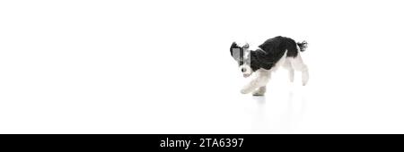 Banner. Süßer hübscher kleiner süßer Hund, reinrassig mit weiß-schwarzem Fell, der vor weißem Hintergrund läuft. Der Welpe sieht lustig und gesund aus. Stockfoto