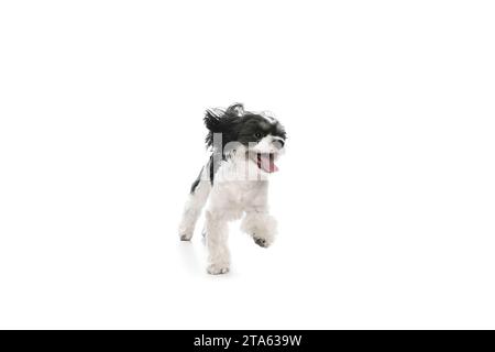 Verspielter, niedlicher kleiner reinrassiger Welpe, reinrassiger Shi-tzu, junger Hund läuft mit lustigem isoliertem weißem Studiohintergrund. Stockfoto