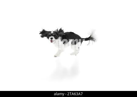 Lustiger kleiner reinrassiger Cavapoo Welpe, junger Hund springt und läuft vor Freude vor weißem Studio Hintergrund. Stockfoto