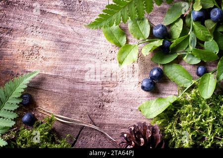 Waldhintergrund mit Moos, Farnblättern und Heidelbeeren auf altem Holzbrett Stockfoto
