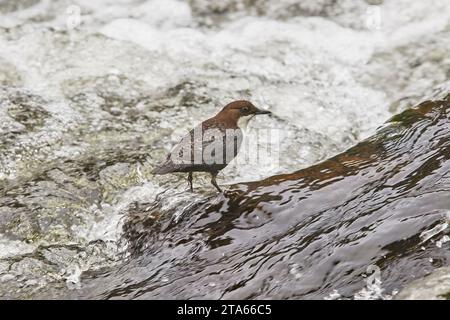 Ein Dipper (Cinclus cinclus), auf der Suche nach Nahrung auf Felsen im East Lyn River, Lynmouth, Exmoor National Park, Devon, Großbritannien. Stockfoto