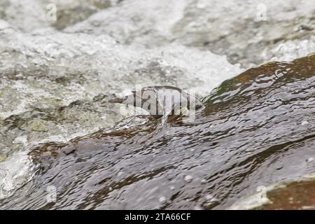 Ein Dipper (Cinclus cinclus), auf der Suche nach Nahrung auf Felsen im East Lyn River, Lynmouth, Exmoor National Park, Devon, Großbritannien. Stockfoto