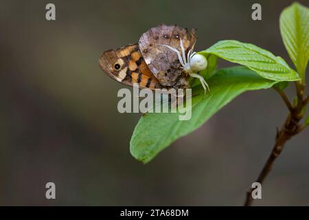 Die Krabbenspinne fängt ihre Schmetterlingsbeute, um sie zu fressen. Auf einem Zweig mit grünen Blättern. Horizontale Makro-Naturfotografie. Kopierbereich. Stockfoto