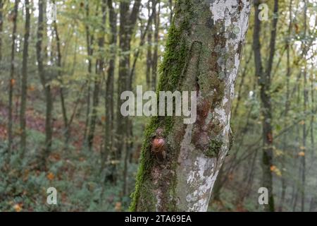 Mit Moos bewachsene Baumstämme Stockfoto