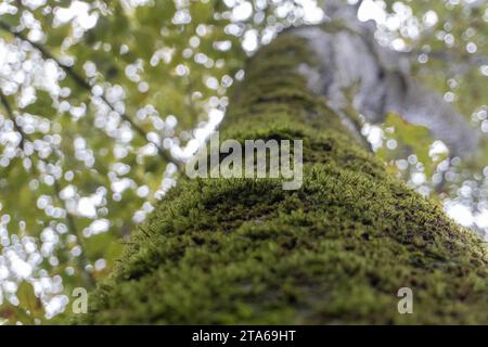 Mit Moos bewachsene Baumstämme Stockfoto