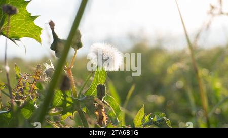 Löwenzahn im Herbst، Löwenzahn im Herbst Stockfoto