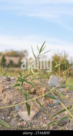 Strohhalm auf einem Schmutzhaufen Stockfoto