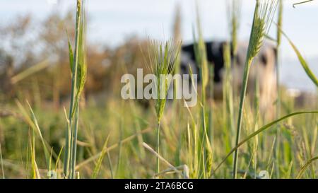 Grüne Weizenohren auf dem Feld Stockfoto