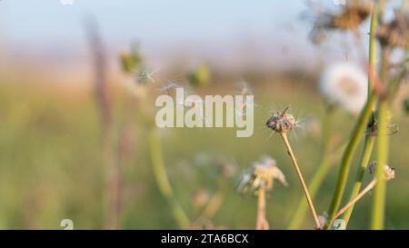 Weiße Löwenzahnpflanze aus nächster Nähe auf dem Feld Stockfoto