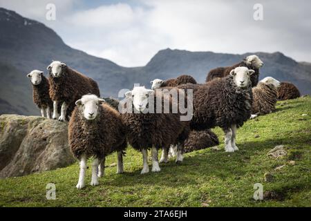 Langdale Herdwicks im Lake District, Cumbria Stockfoto