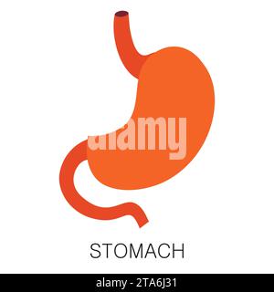 Magen-Symbol in flachem Stil isoliert auf weißem Hintergrund. Menschliche Anatomie medizinischer Organvektor Stock Vektor