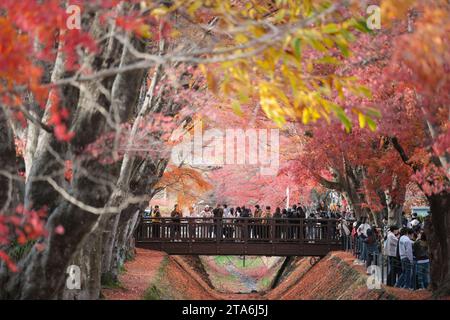 Fujikawaguchiko, Japan - 28. November 2023 : Blick auf die bunten Bäume im Herbst am Fujikawaguchiko neben dem Kawaguchi-See in Japan Stockfoto