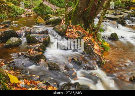 Goldene Herbstblätter fallen neben dem rauschenden Fluss Teign, in alten Wäldern, an der Fingle Bridge, Dartmoor National Park, Devon, Großbritannien. Stockfoto