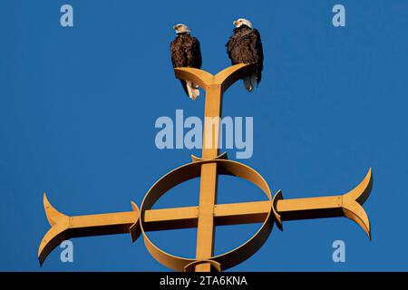 Zwei Weißkopfseeadler sitzen auf einem Kruzifix auf der Verkündigungskirche in Minneapolis, MN. Stockfoto