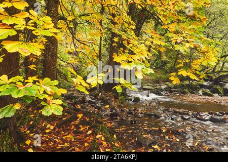 Rosskastanienblätter in herbstlicher Farbe, in Wäldern entlang des Flusses Teign, in der Nähe der Fingle Bridge, Dartmoor National Park, Devon, Großbritannien. Stockfoto