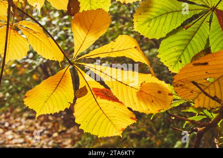 Rosskastanienblätter in herbstlicher Farbe, in Wäldern entlang des Flusses Teign, in der Nähe der Fingle Bridge, Dartmoor National Park, Devon, Großbritannien. Stockfoto