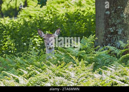 Rotwild (Cervus elaphus) in der Sommervegetation, auf dem Land in der Nähe von Dunster, Exmoor National Park, Somerset, Großbritannien. Stockfoto