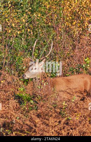 Ein junger Rothirsch (Cervus elaphus) in der herbstlichen Landschaft auf Exmoor; in der Nähe von Dunster, Exmoor National Park, Somerset, Großbritannien. Stockfoto