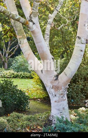 Der weiße Stamm einer Birke, ausgestellt in einem Ziergarten; Devon, Großbritannien Stockfoto