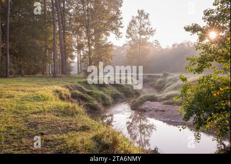 Der Sonnenaufgang wirft sein goldenes Licht über einen Bach, der im Herbst durch einen Wald fließt. Stockfoto