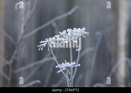 Raureif auf Anthriscus sylvestris, Kuh-Petersilienpflanze an einem nebeligen Wintermorgen. Ruhige Schönheit der Natur. Stockfoto