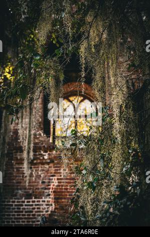 Die Ruinen eines Kirchturms aus dem 18. Jahrhundert, der durch die Äste einer alten lebenden Eiche in South Carolina gesehen wird. Stockfoto