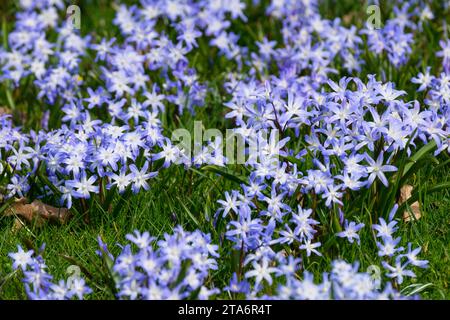 Scilla forbesii, Forbes' Schnauze, Pracht des Schnees, nach oben gerichtet, blaue, sternenklare Blumen, weißes Auge Stockfoto