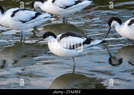 Avocet, Recurvirostra avosetta Fütterung in Flachwasser, Slimbridge, Gloucestershire, Großbritannien Stockfoto