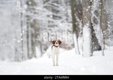 Porträt einer Jagdhunde Russischer Piebaldhund im Winter vor Schnee. Stockfoto