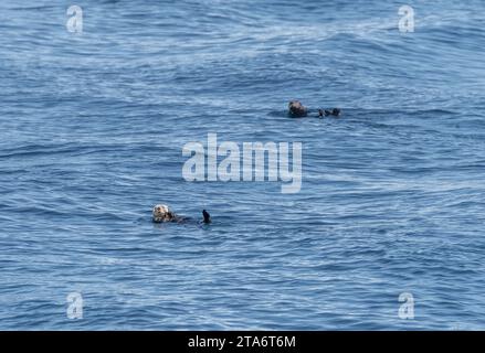 Sea Otter im Prince William Sound, Alaska, USA Stockfoto