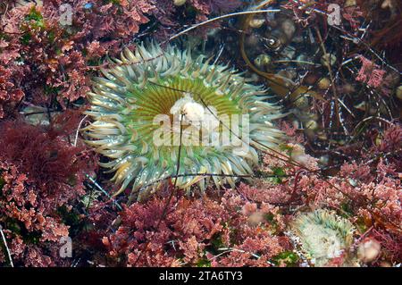 Ein Seeigel liegt in einem Gezeitenbecken am Strand Stockfoto