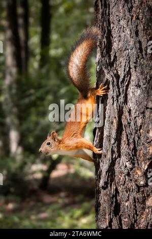 Niedliches rotes Eichhörnchen mit langen spitzen Ohren im Frühling. Wildtiere im Frühlingswald. Sciurus vulgaris. Stockfoto