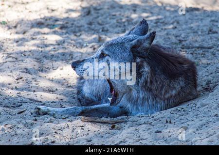 Weißer und grauer Wolf, der in seiner Höhle liegt und gähnt im Zoo Labenne, Landes, Frankreich Stockfoto
