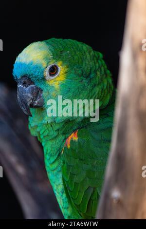 amazonas-Papagei mit blauer Front im Zoo Labenne, Landes, Frankreich Stockfoto