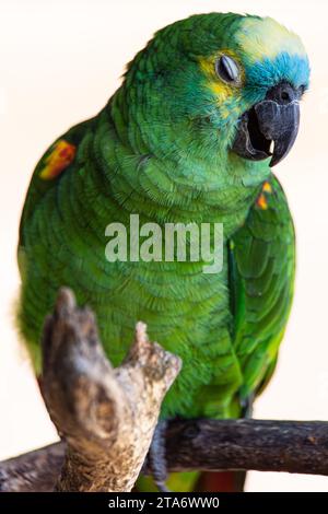 amazonas-Papagei mit blauer Front im Zoo Labenne, Landes, Frankreich Stockfoto